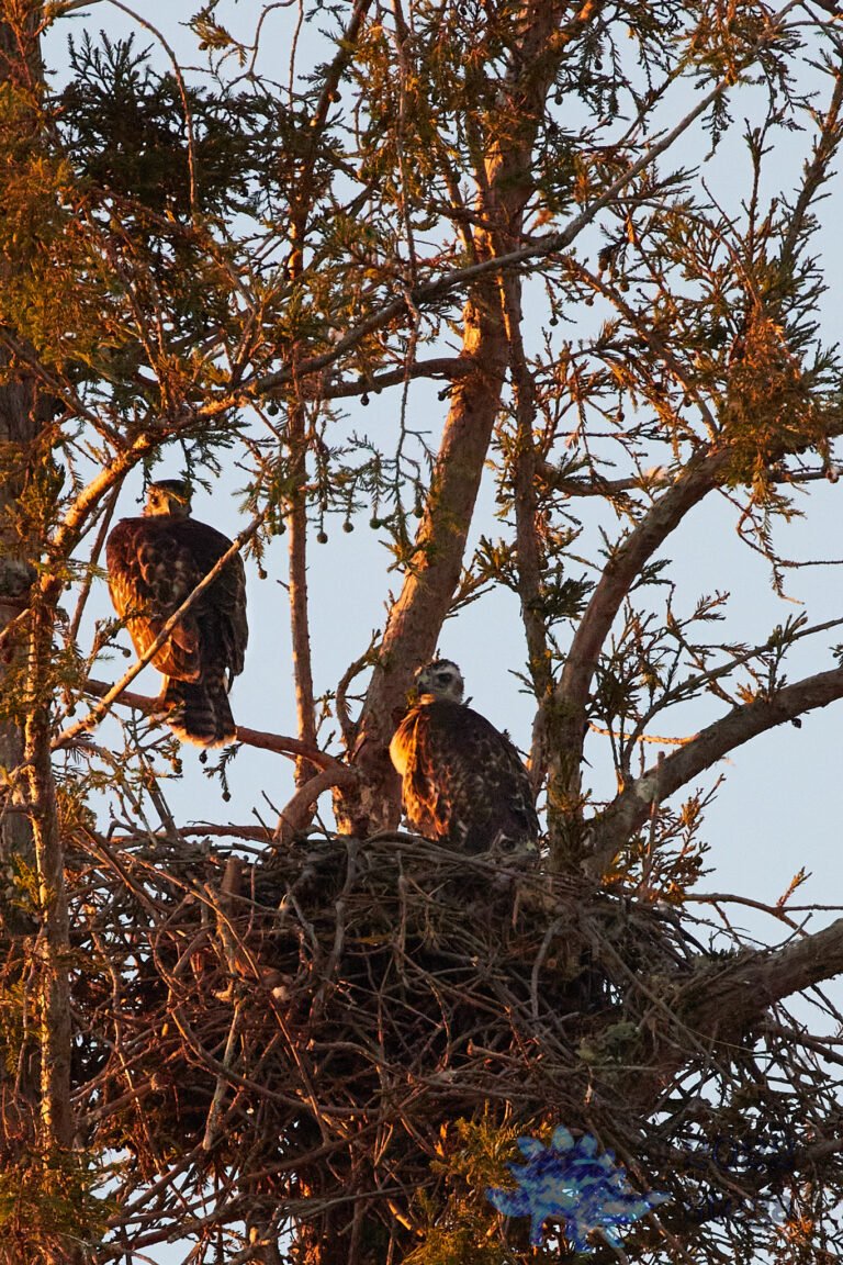 Fledging Hawks
