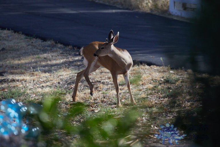 Itchy Deer