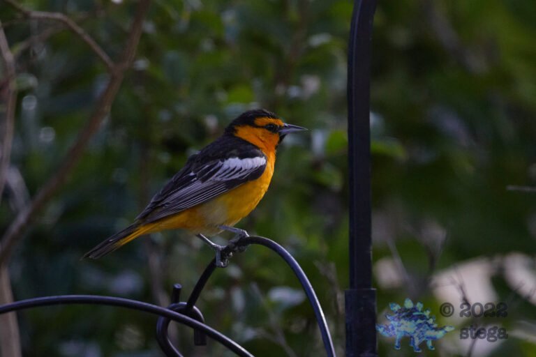 Bullock’s Oriole