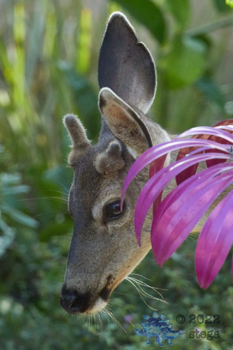 Mule Deer