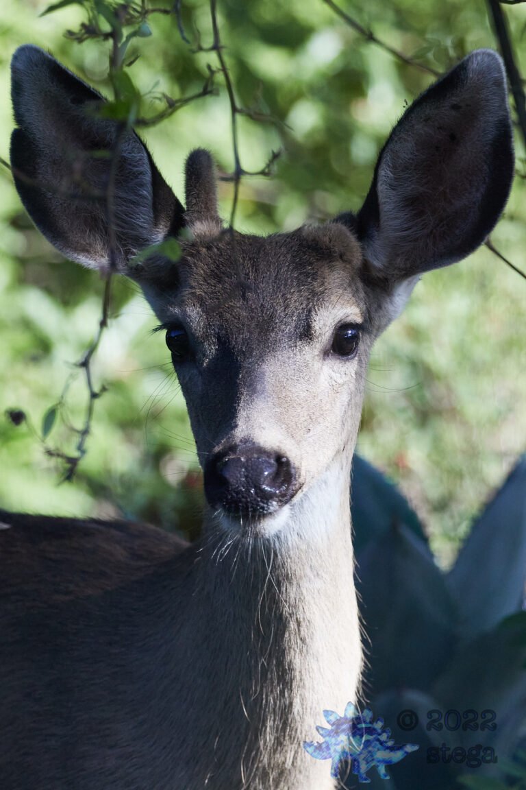 Mule Deer