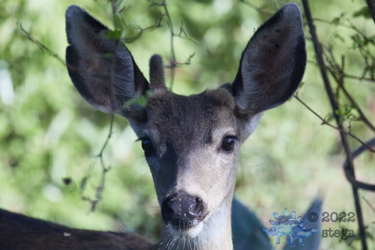 Mule Deer