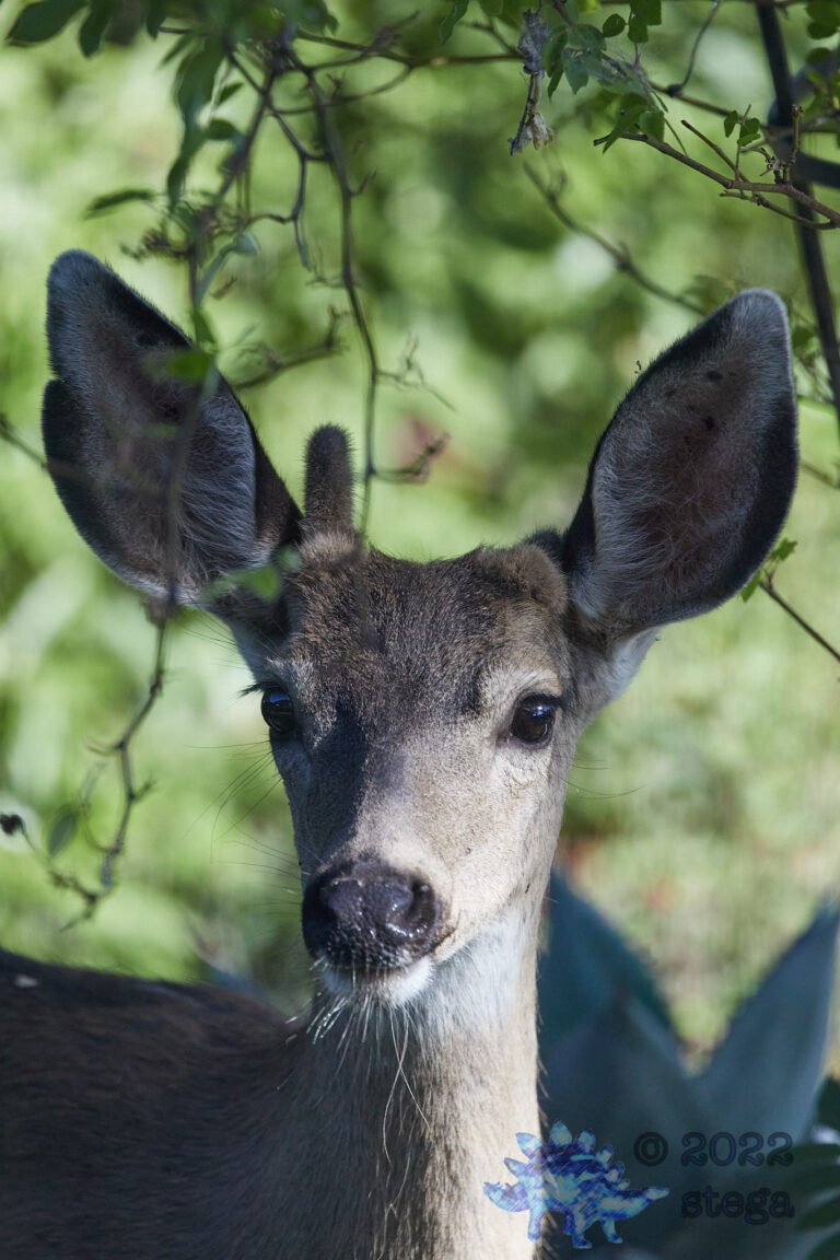 Mule Deer