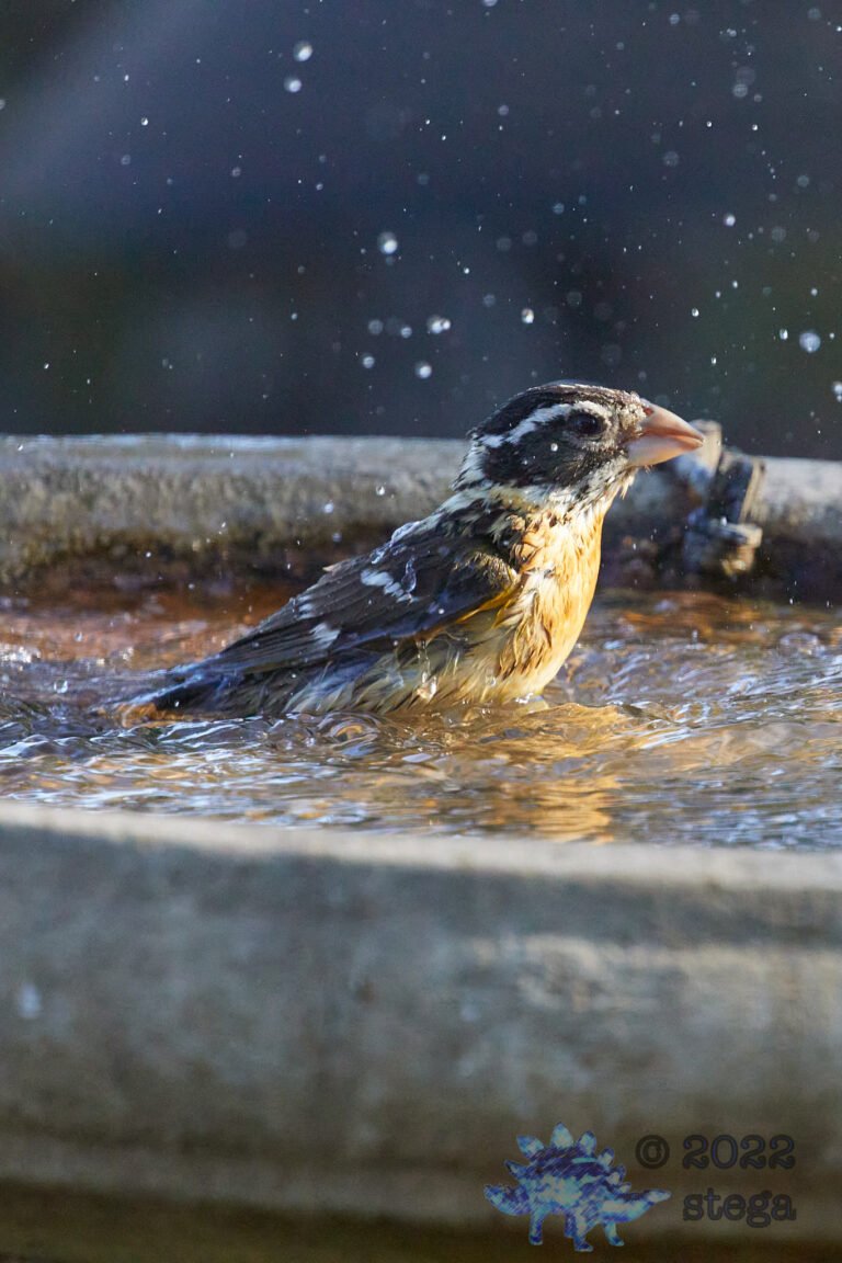 Black-Headed Grosbeak
