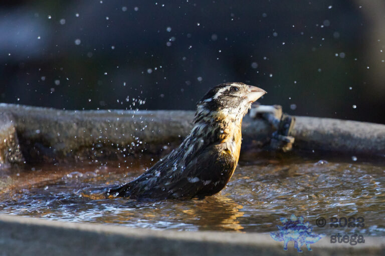 Black-Headed Grosbeak