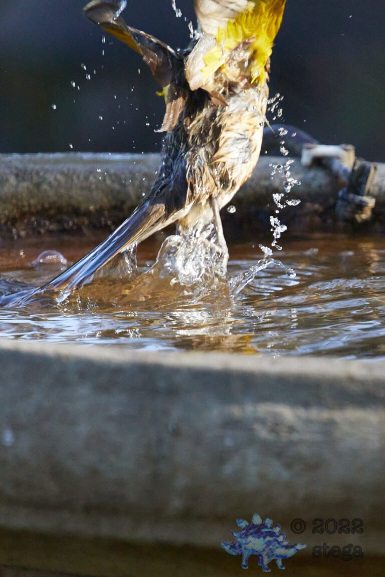 Black-Headed Grosbeak