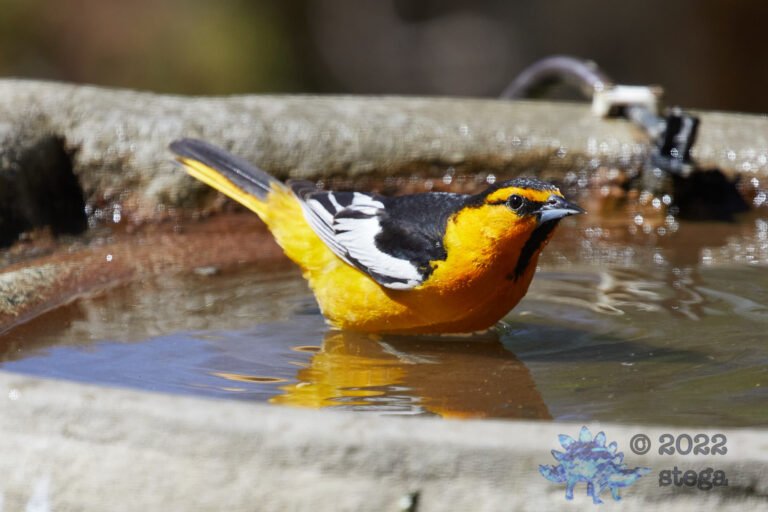 Bullock’s Oriole