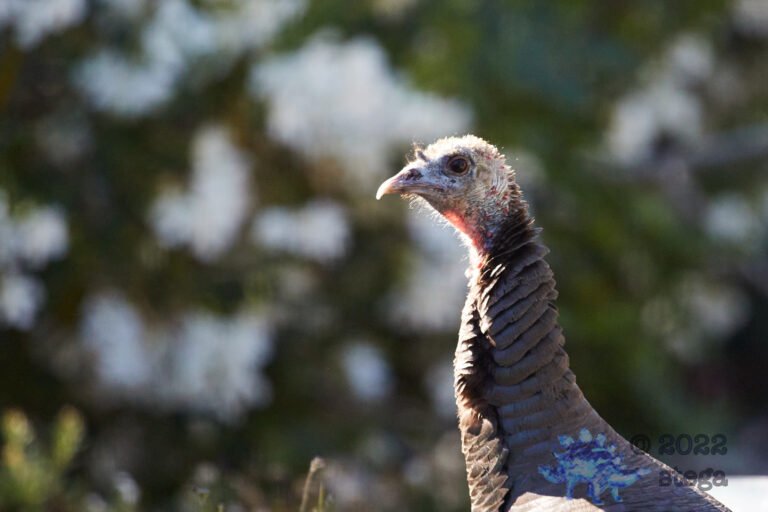 Turkey