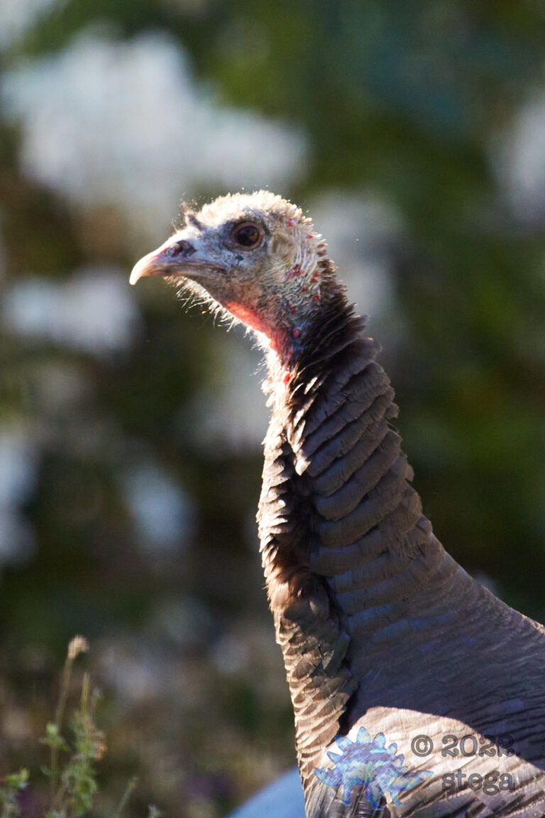 Turkey