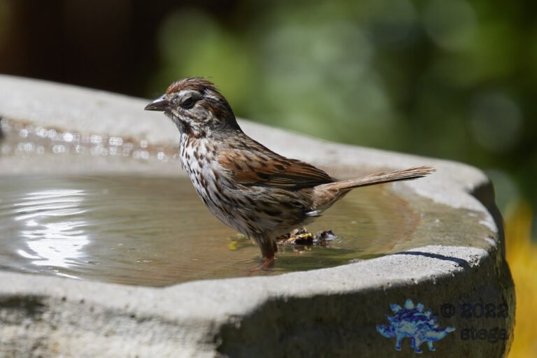 Song Sparrow