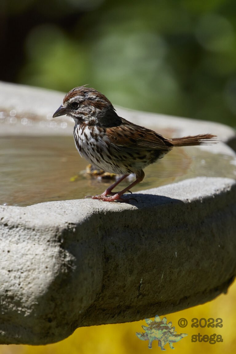 Song Sparrow