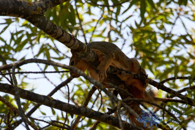Lazy Fox Squirrel