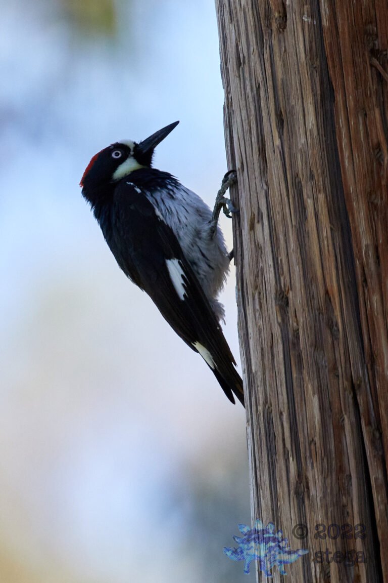 Acorn Woodpecker