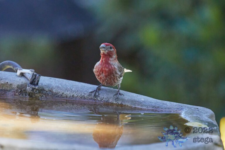 House Finch
