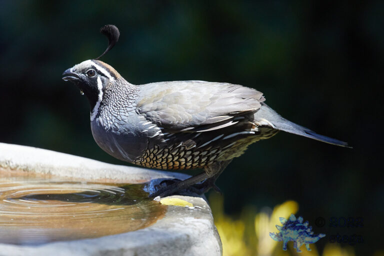 California Quail