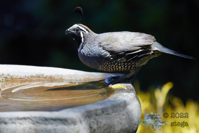 California Quail