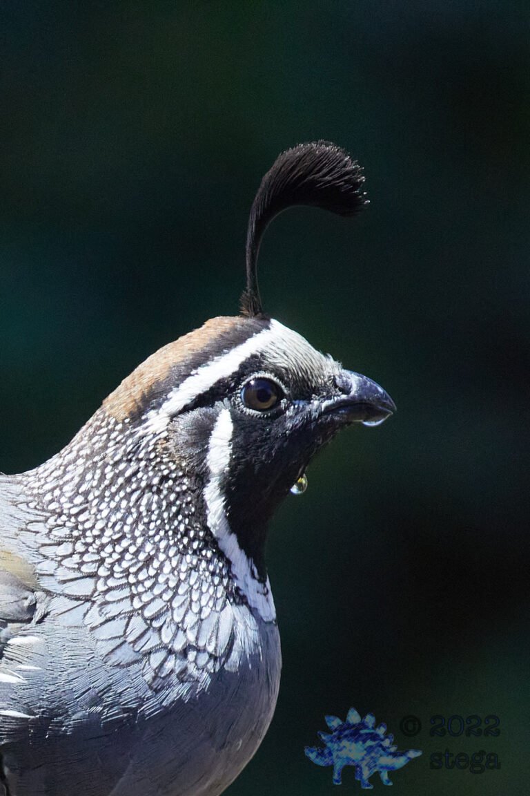 California Quail