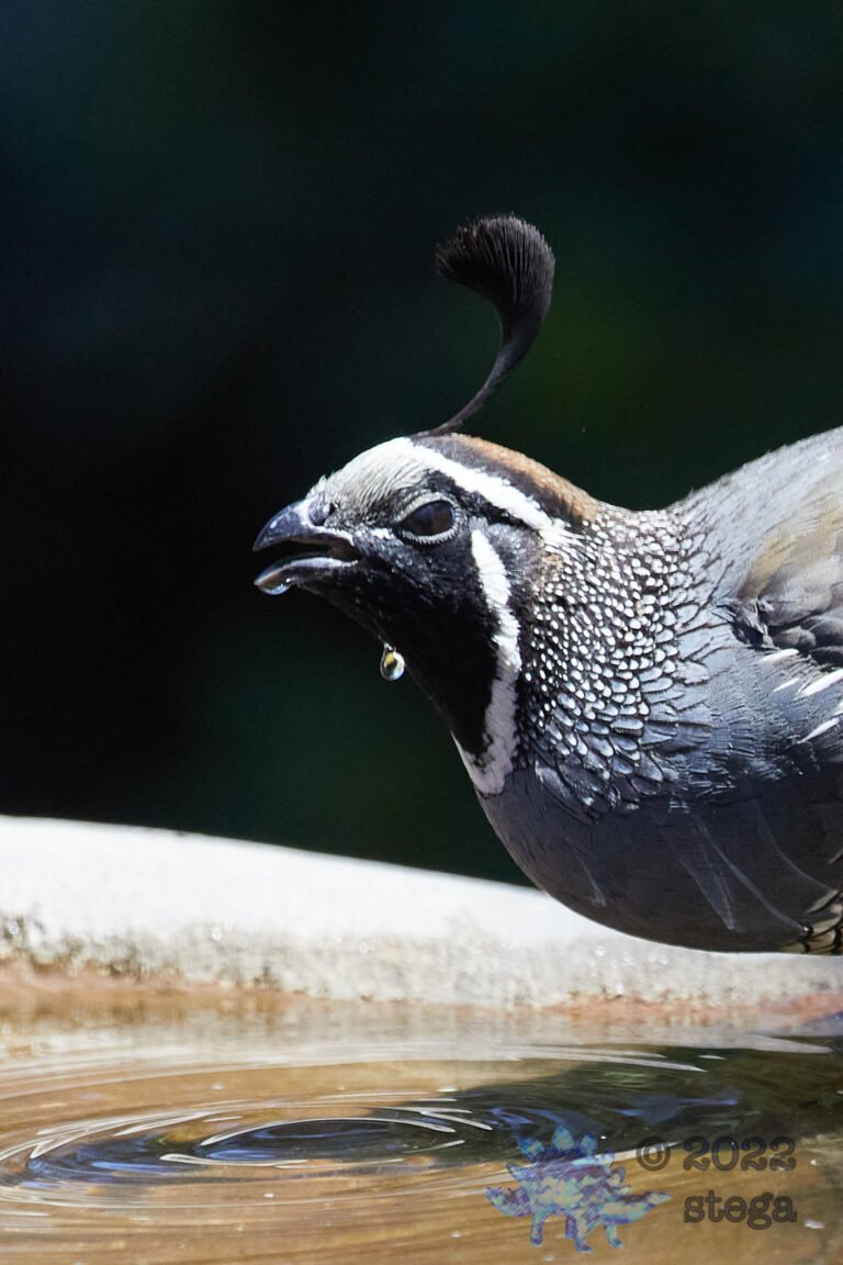 California Quail