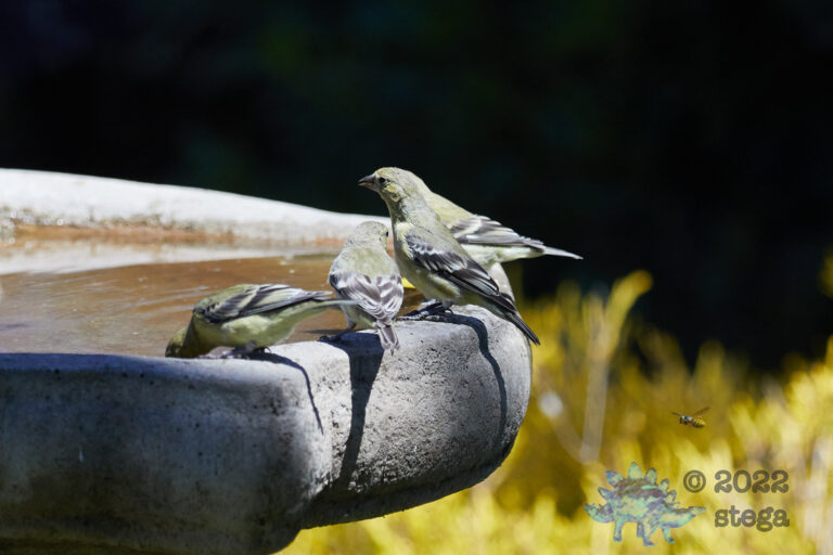 Finch Family