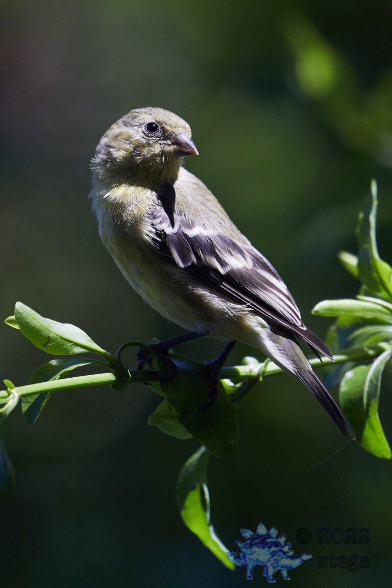 Lesser Goldfinch
