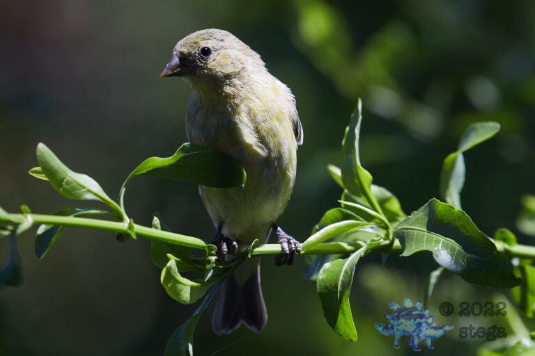 Lesser Goldfinch