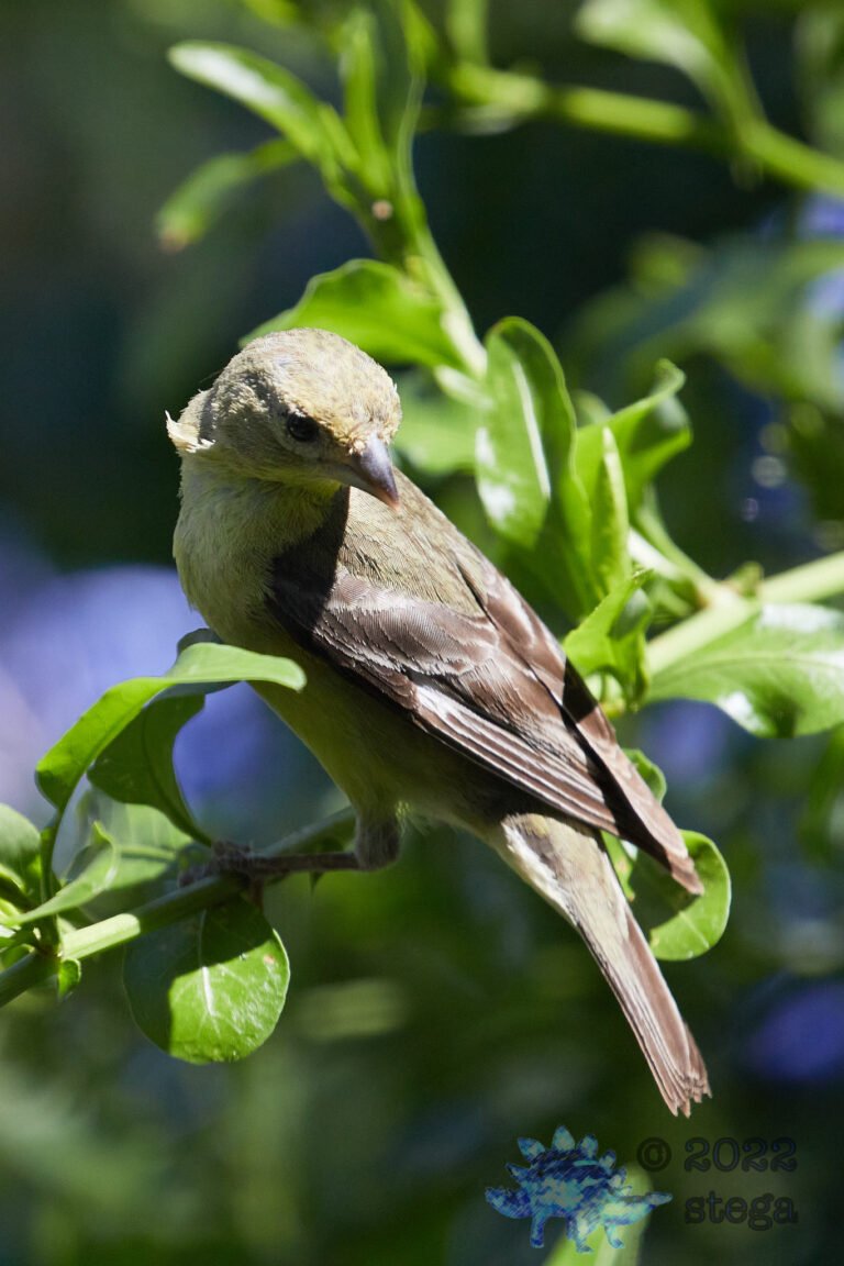 Lesser Goldfinch