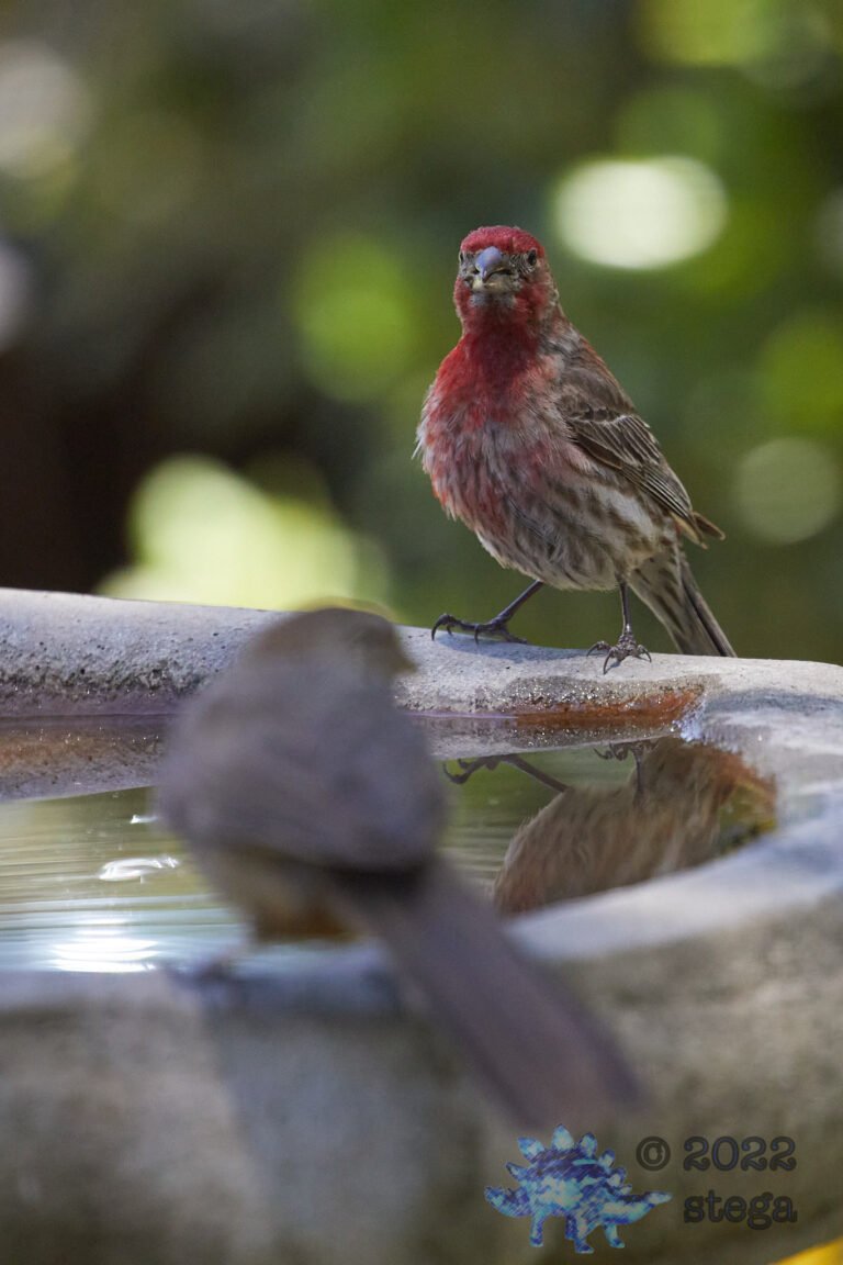 House Finch