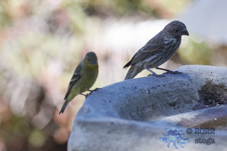 House Finch