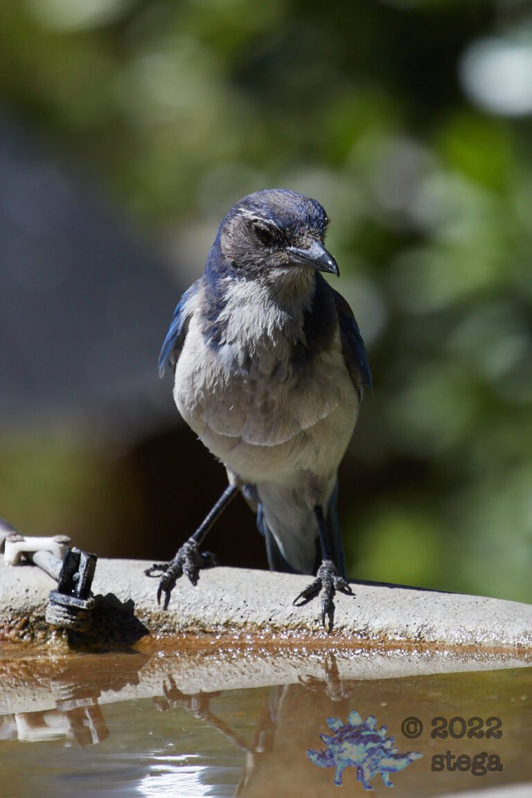 California Scrub Jay