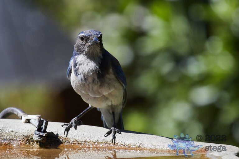 California Scrub Jay