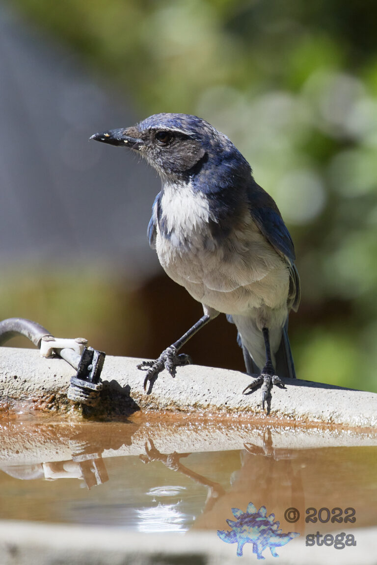 California Scrub Jay