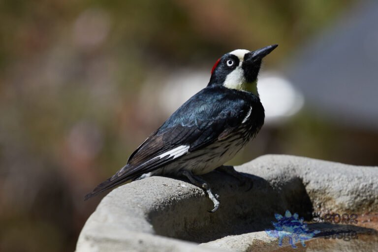 Acorn Woodpecker