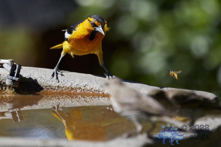 Bullock’s Oriole
