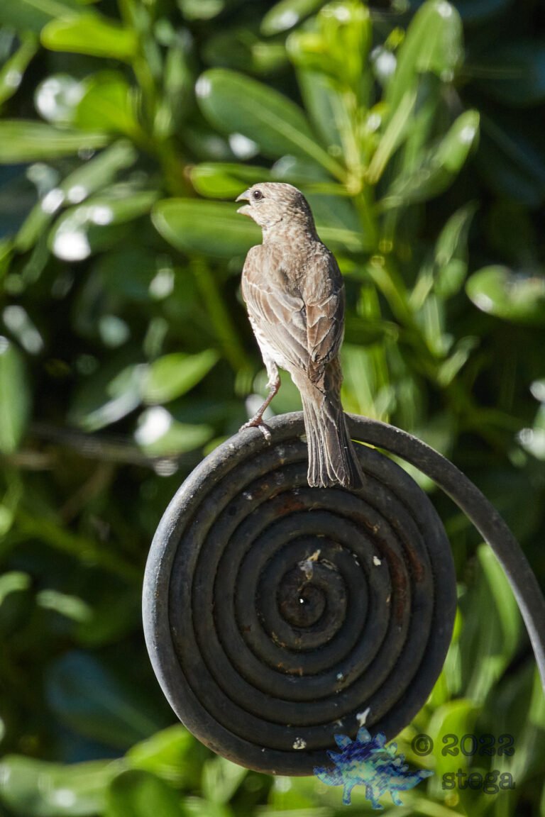 House Finch