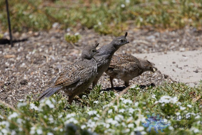 Quail