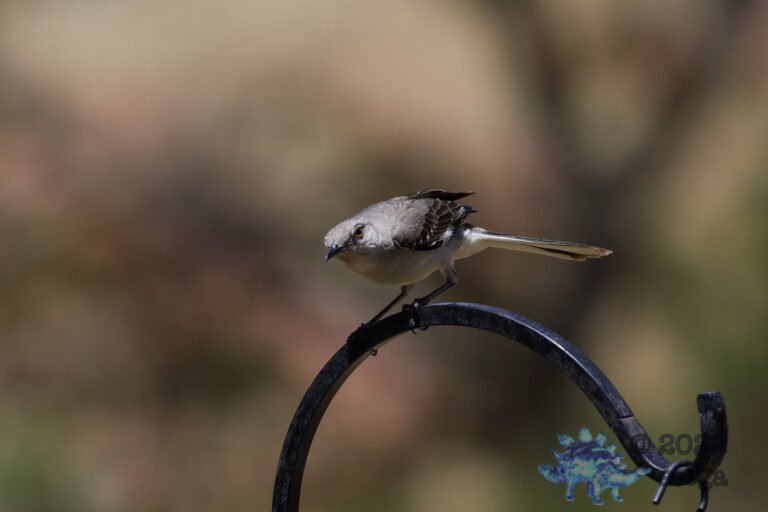 Northern Mockingbird
