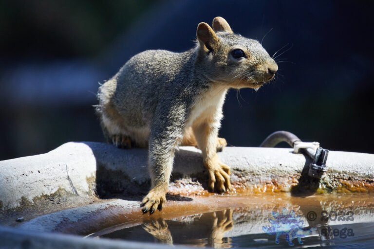 Fox Squirrel