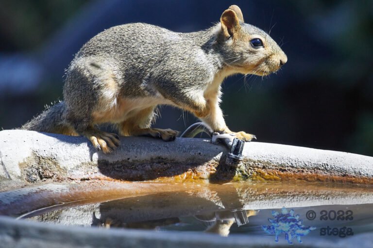 Fox Squirrel