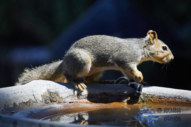 Fox Squirrel