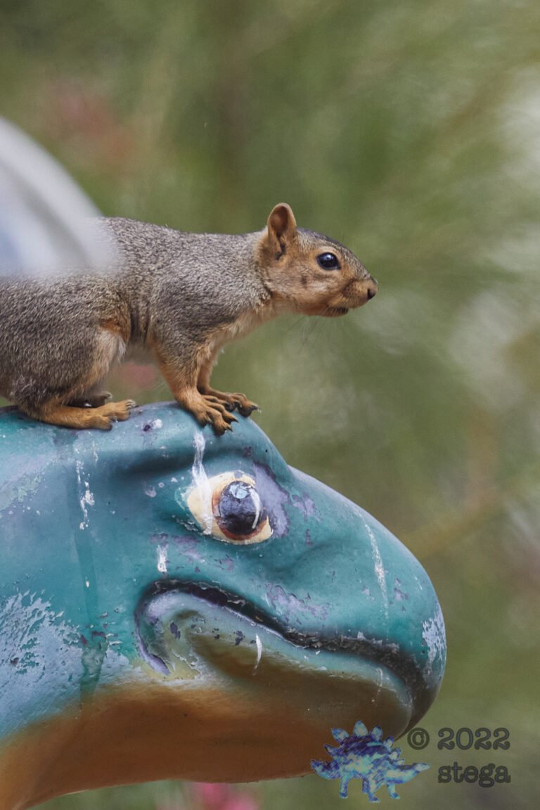 Fox Squirrel