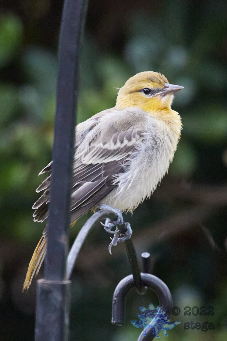 Bullock’s Oriole