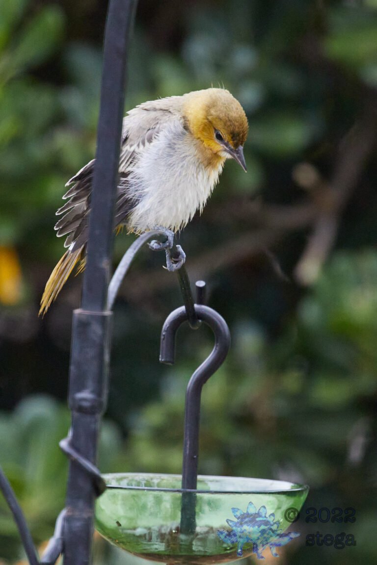 Bullock’s Oriole