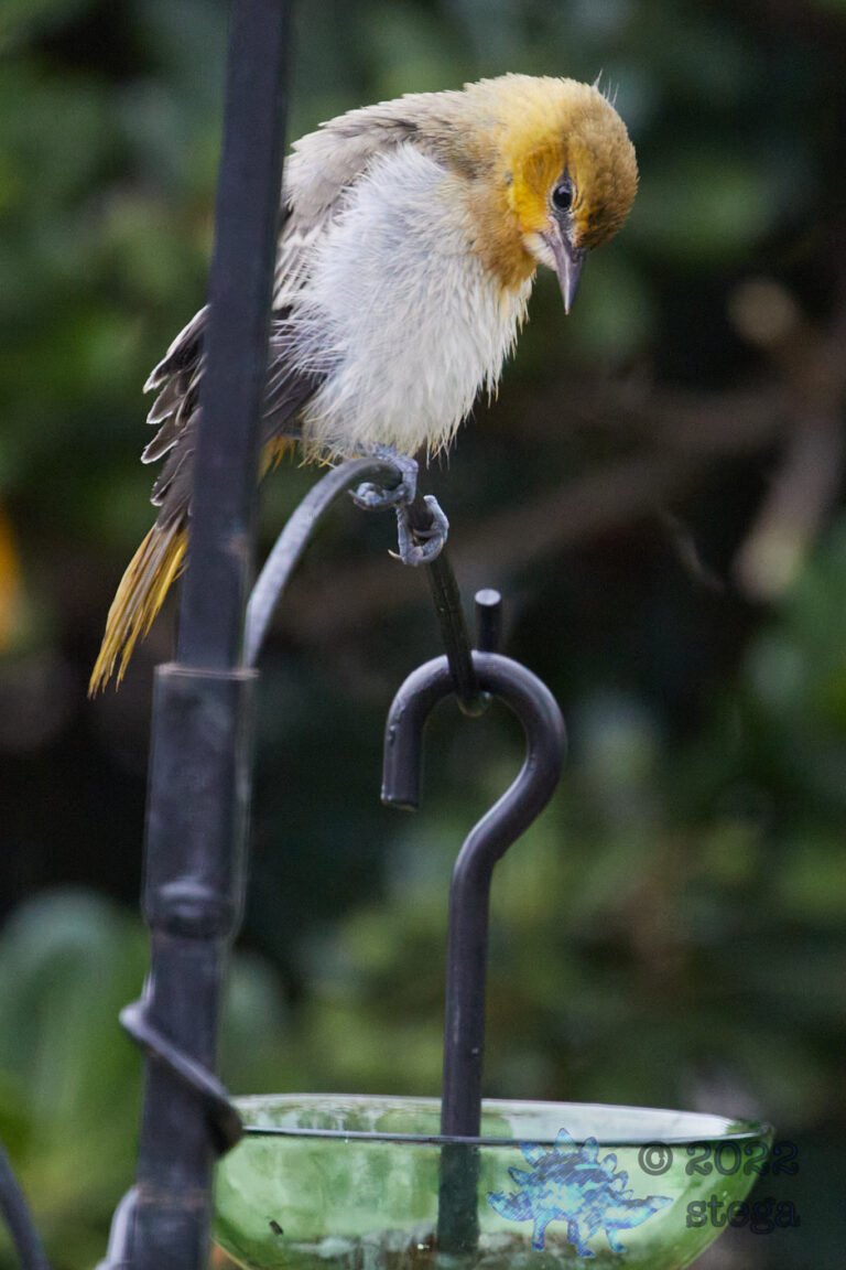 Bullock’s Oriole