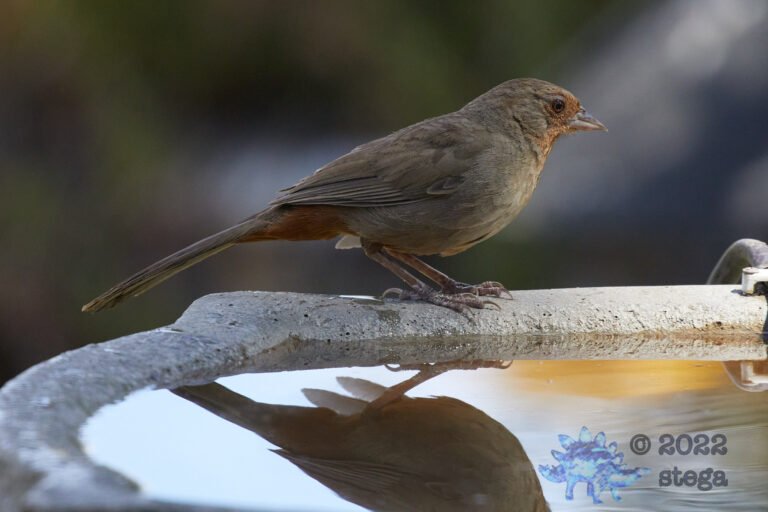 California Towhee