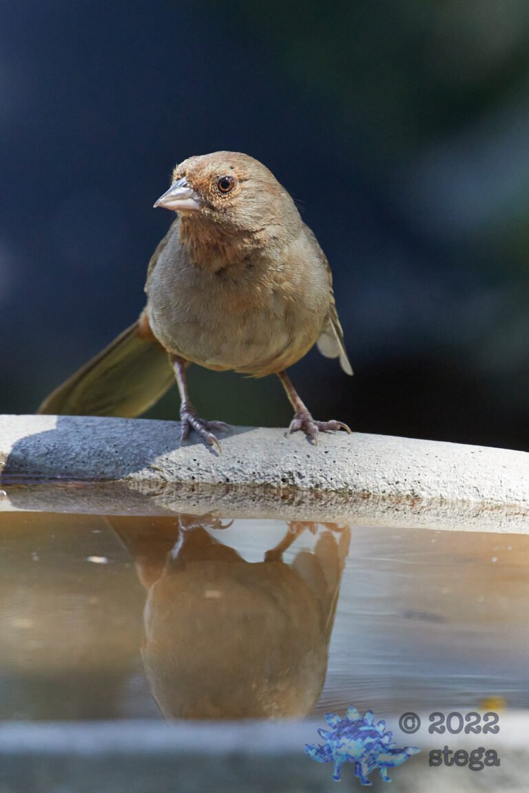 California Towhee