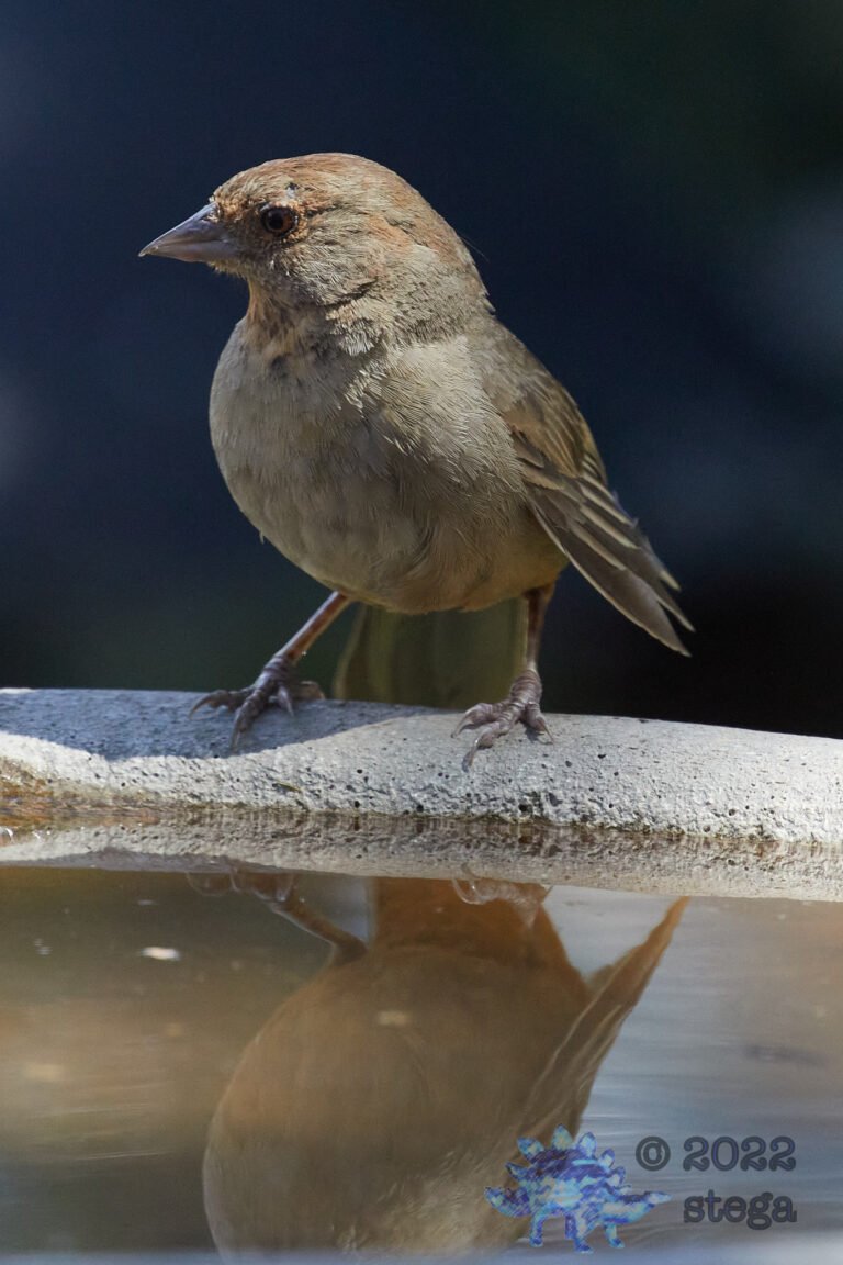 California Towhee