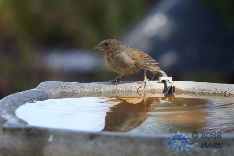 California Towhee