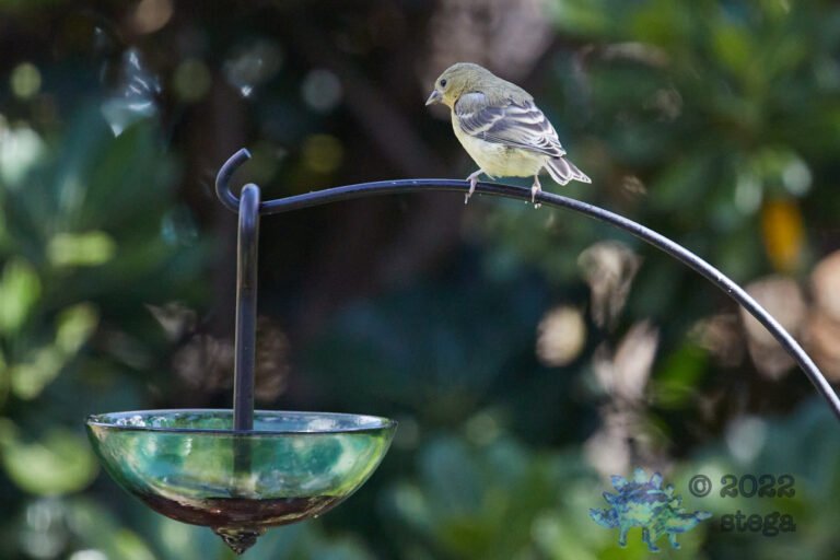 Lesser Goldfinch