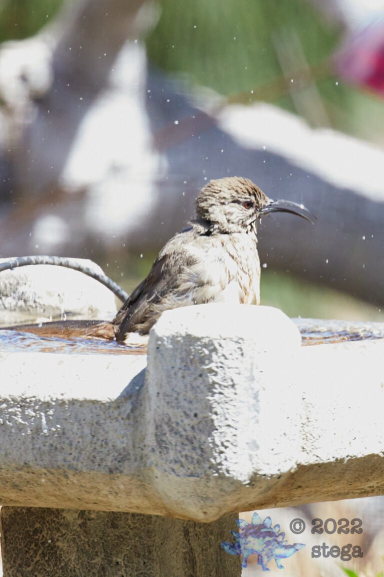 California Thrasher