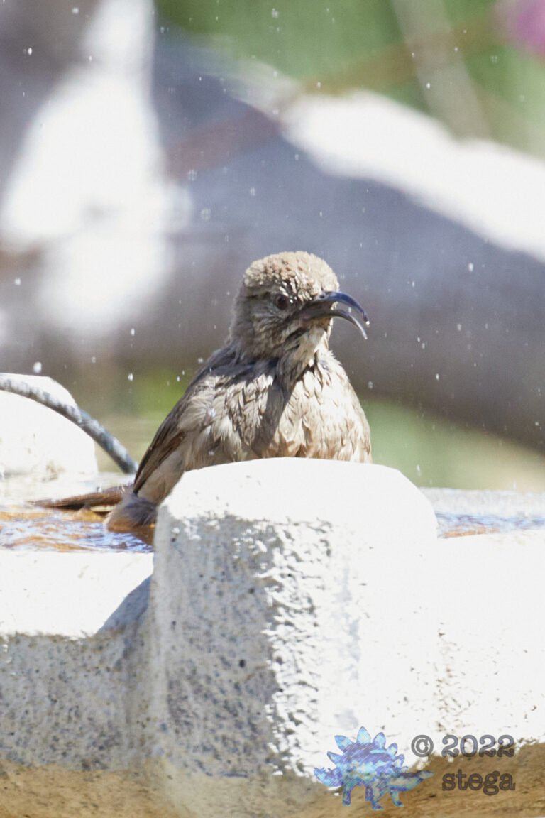 California Thrasher